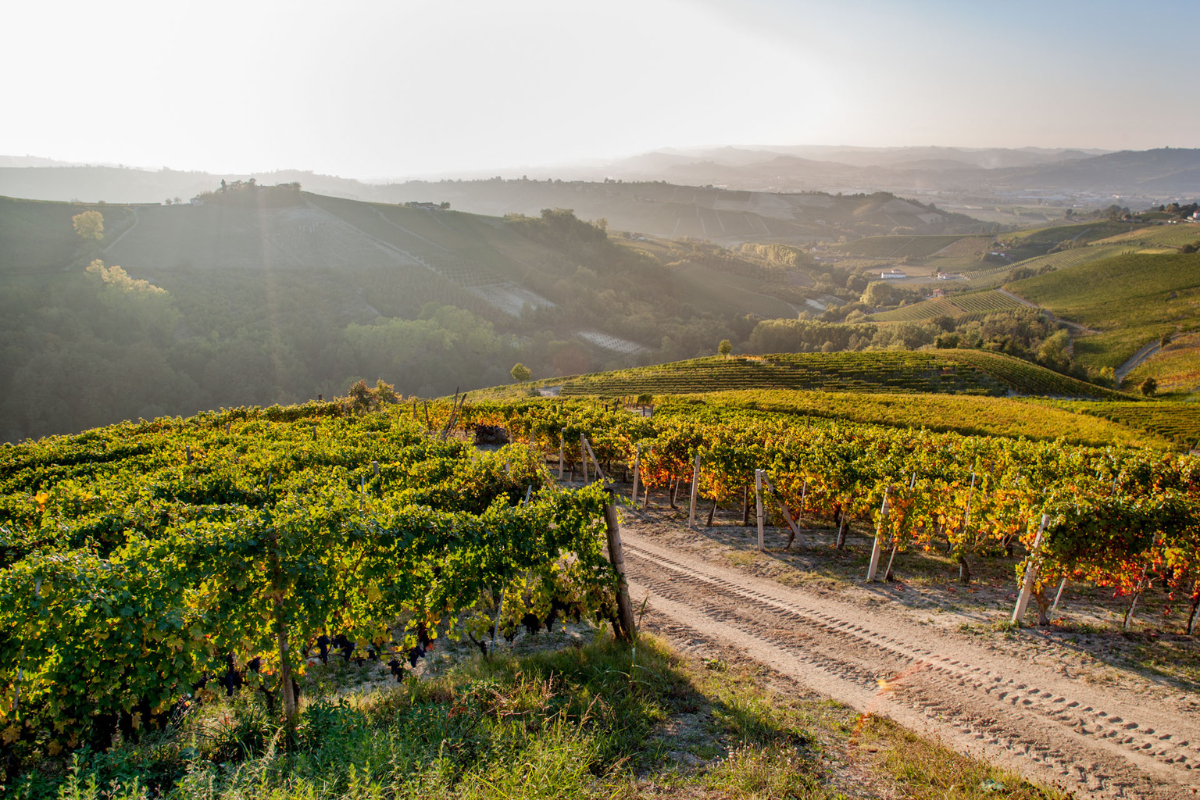 Pertinace e le sfide del momento la voce della cooperativa delle Langhe