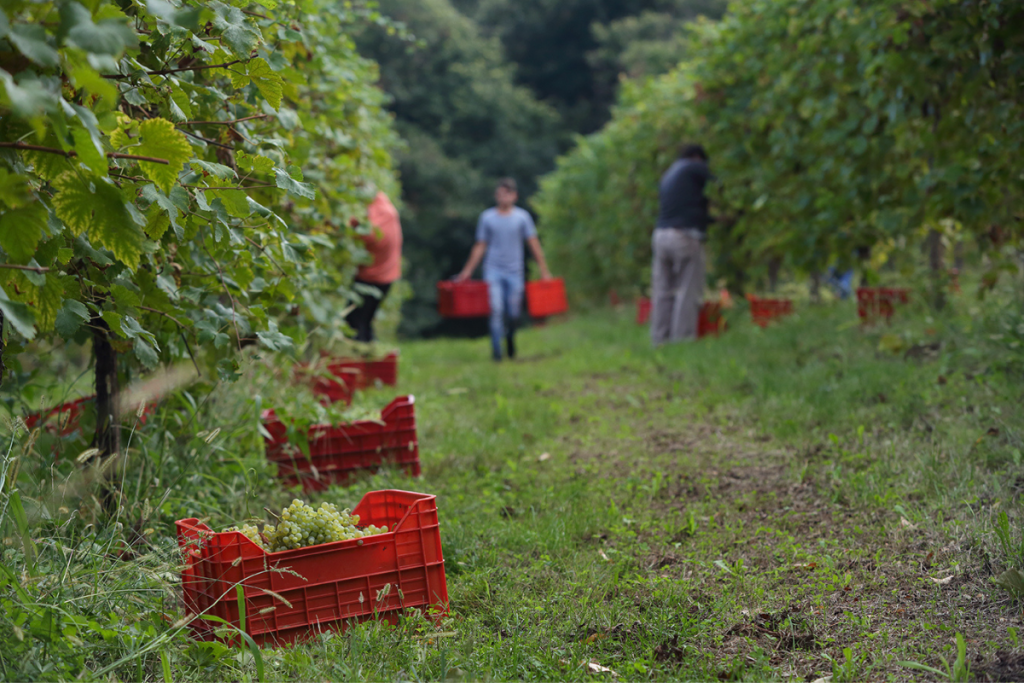 Prosecco DOC Abroad Ardenghi's Perspective