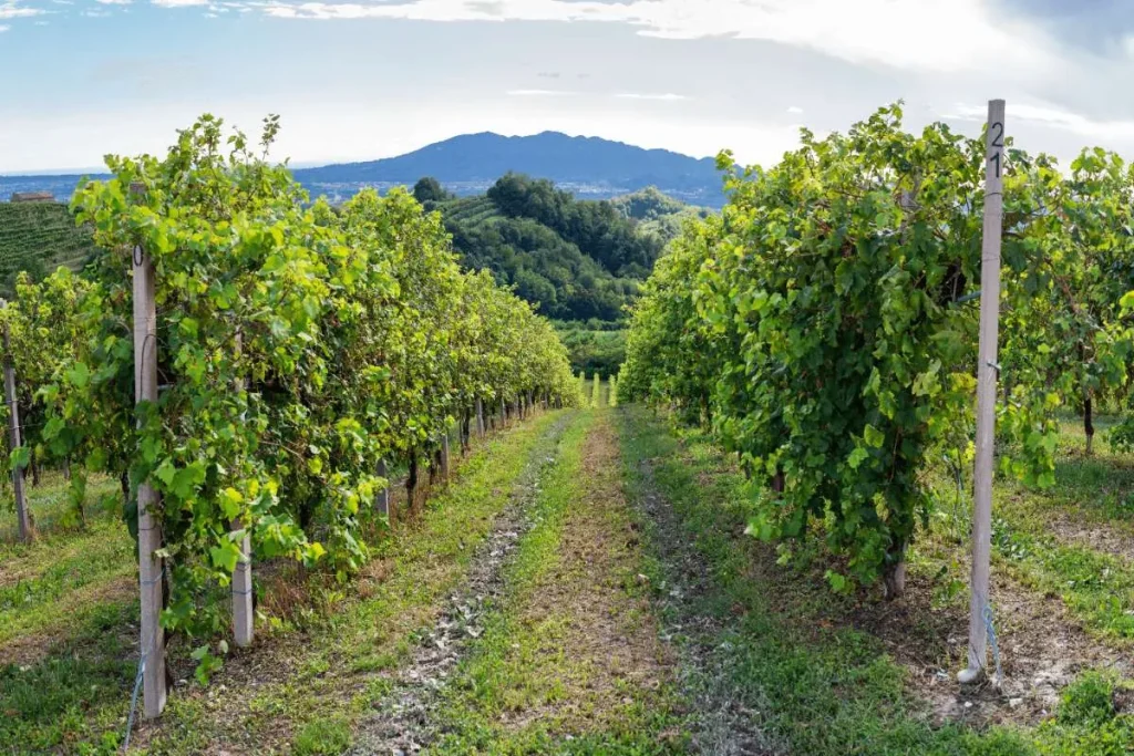 Sostenibilità internazionalizzazione Bosco Viticultori