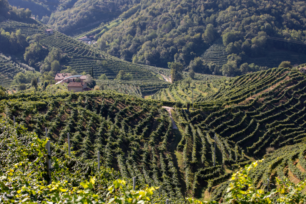 Vendemmia 2024 del Conegliano Valdobbiadene Prosecco DOCG qualità delle uve eccellente nonostante le sfide climatiche