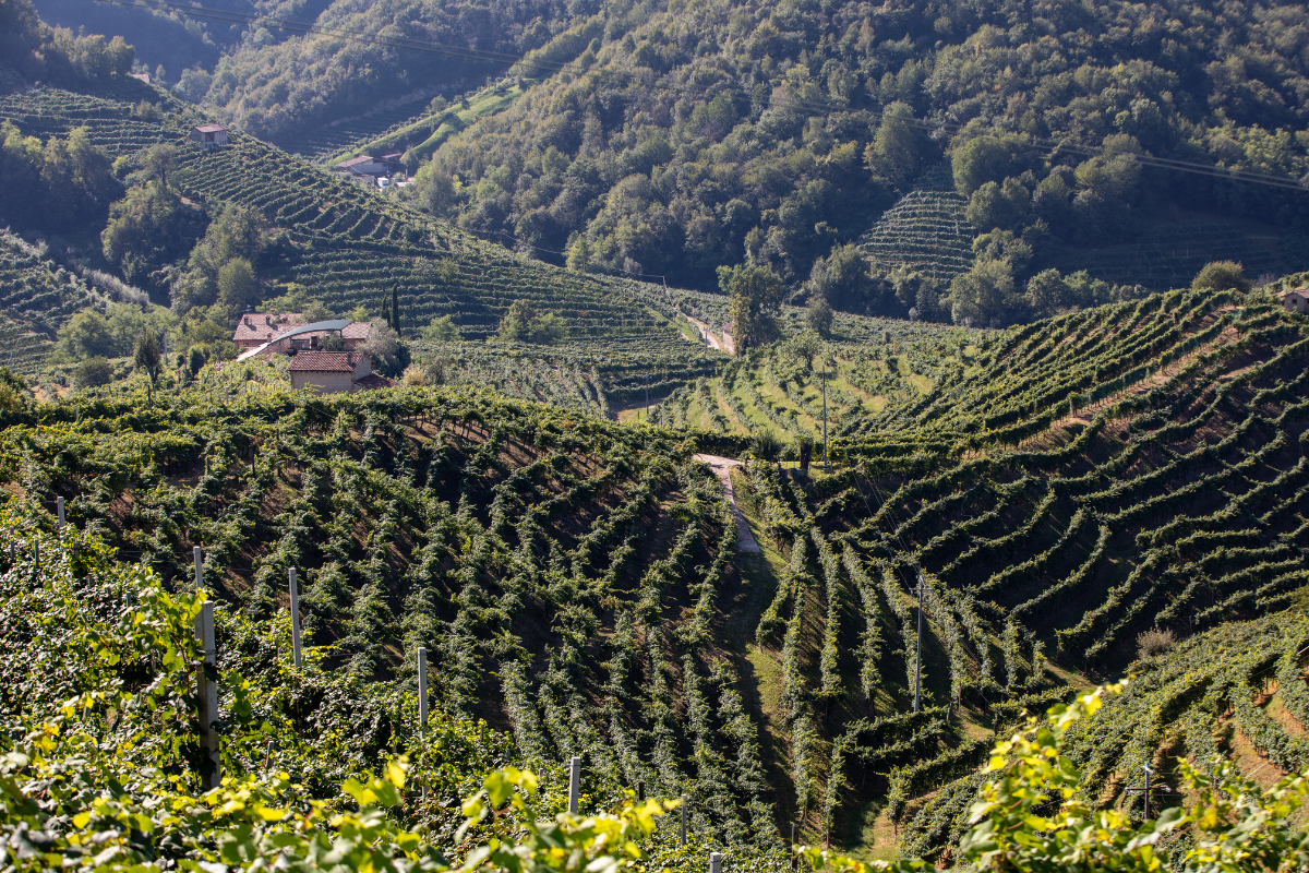 Vendemmia 2024 del Conegliano Valdobbiadene Prosecco DOCG qualità delle uve eccellente nonostante le sfide climatiche