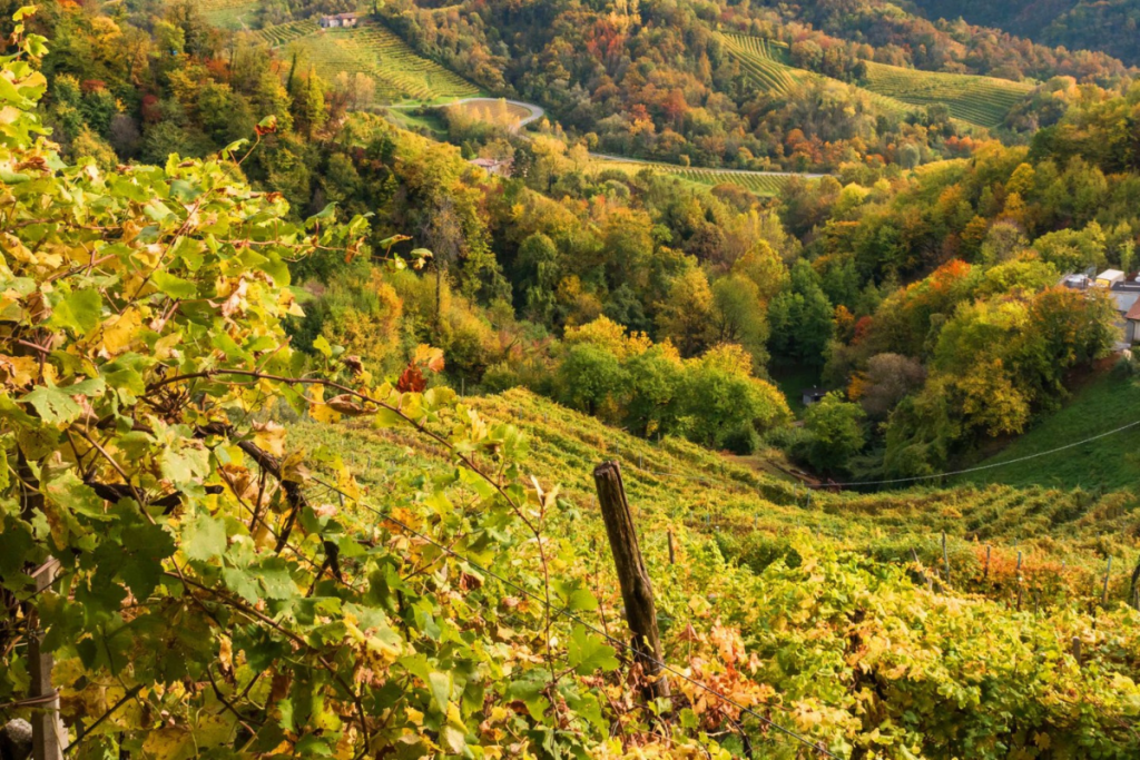 Verdiso l'essenza di Combai raccontata da due eccellenze IGT