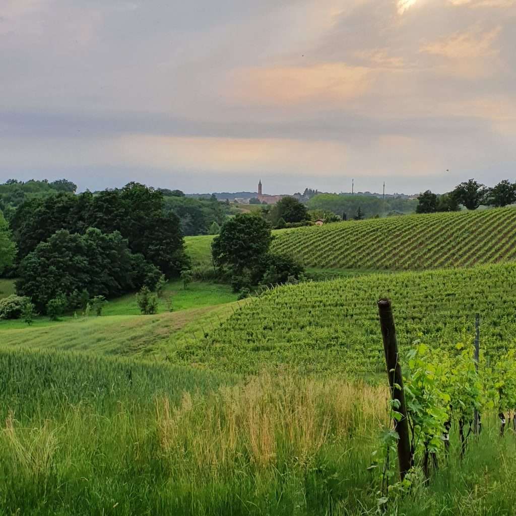 Albarossa e barbera dAsti