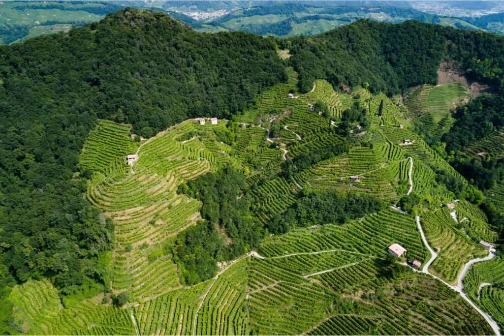 Cantina Colli del Soligo sfide di mercato e opportunita oltre confine