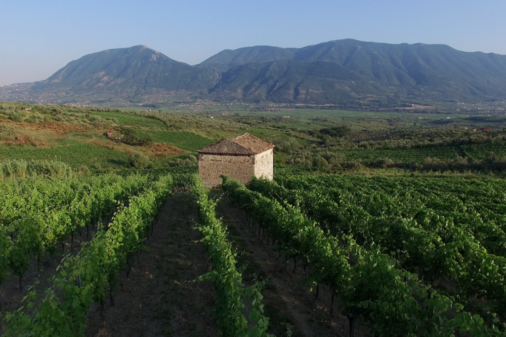 La Guardiense la differenza è nelle scelte di posizionamento e di segmento
