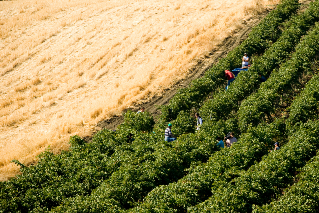 The Wine Net la cooperazione italiana che unisce territori ed eccellenze enologiche