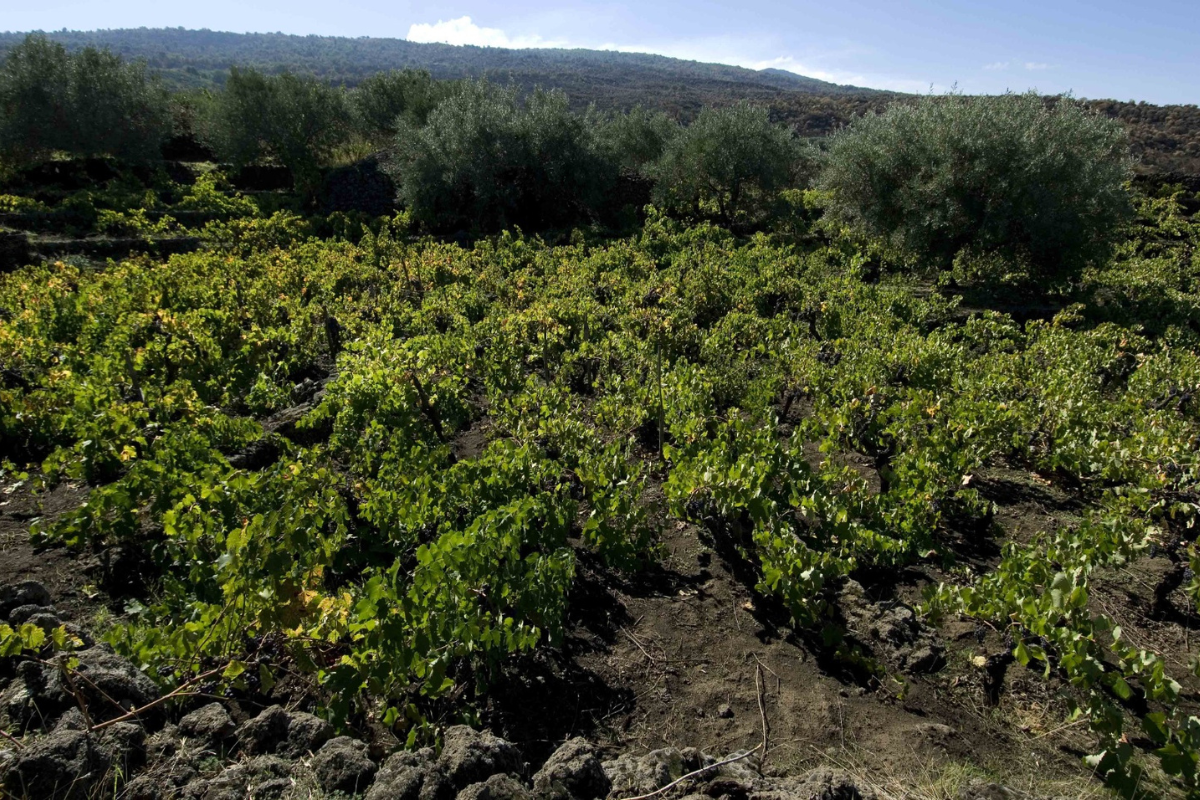 Vigna Barbagalli tra le 10 vigne storiche più belle d'Italia, unico vigneto siciliano nella guida 2025