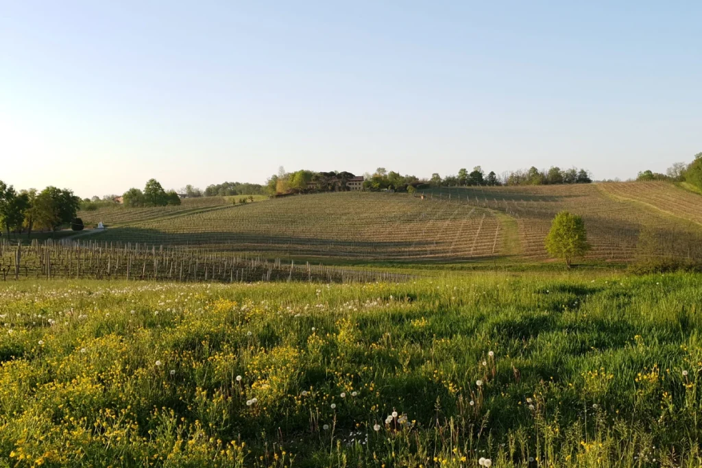 colle manora territorio sostenibilità vigneti