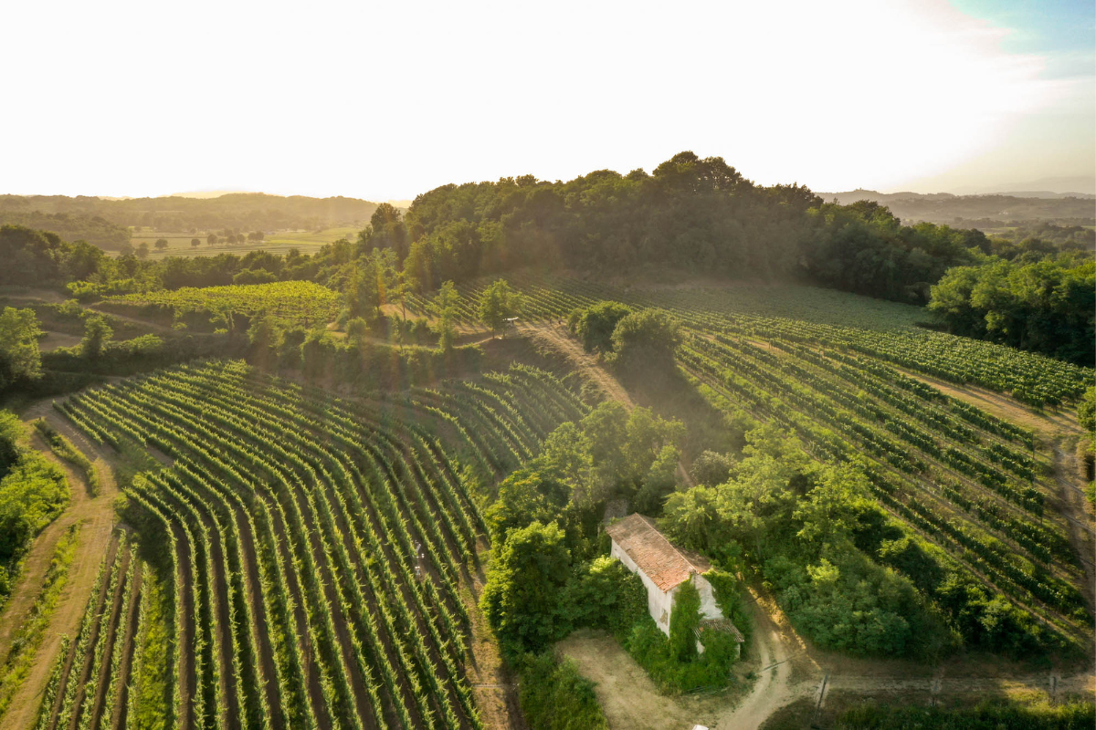 Attems il cuore del Friuli racchiuso in un calice