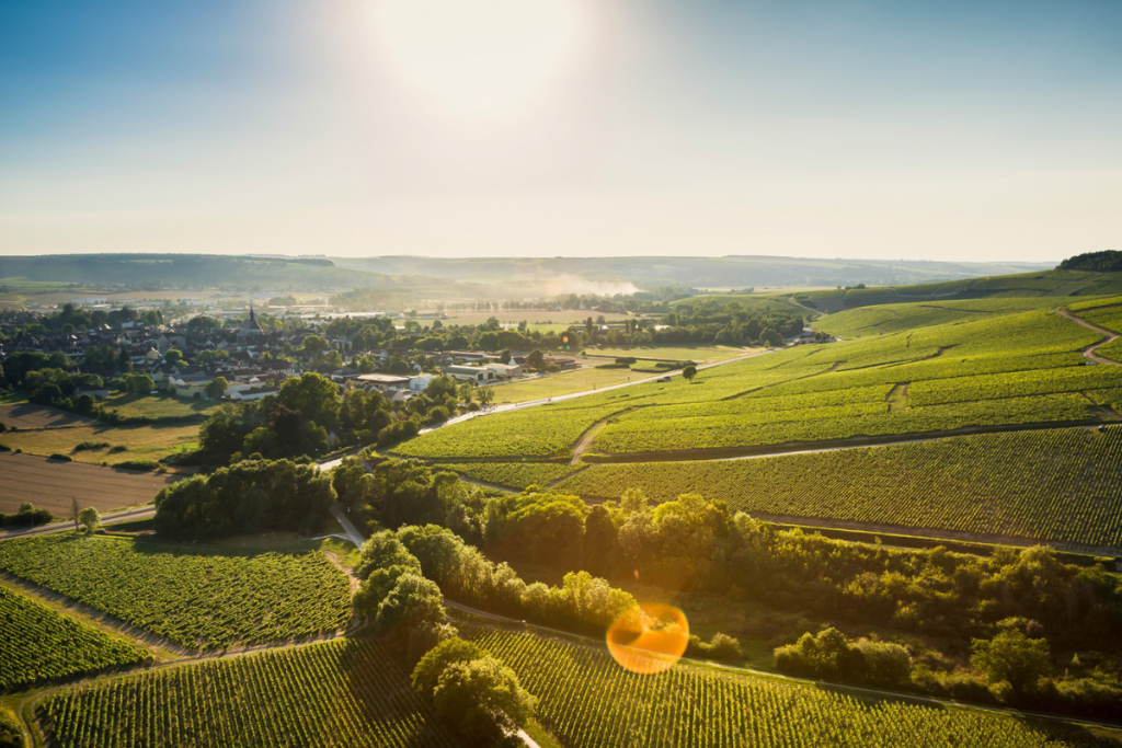Chablis conquista il mercato USA stile, qualità e valore fanno la differenza