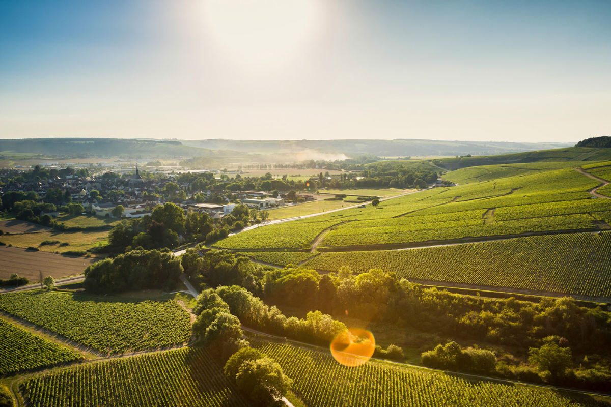 Chablis conquista il mercato USA stile, qualità e valore fanno la differenza