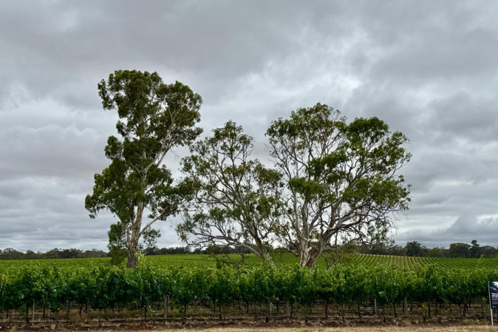 Barossa Valley il segreto per aumentare le vendite dirette è cambiare approccio culturale al vino