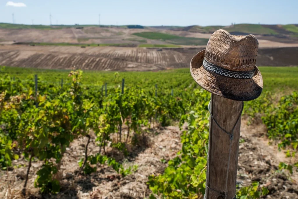 Certificazioni sostenibilità vino standard