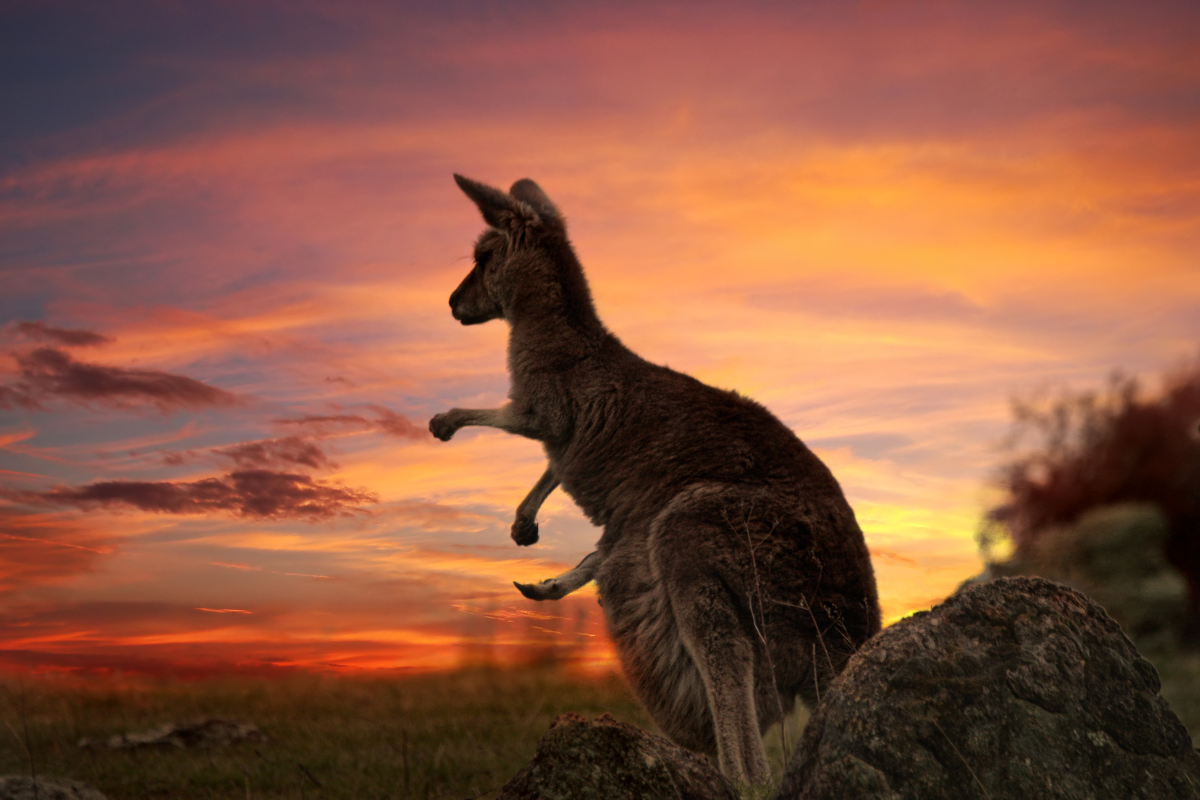 What kangaroos taught me in Australia