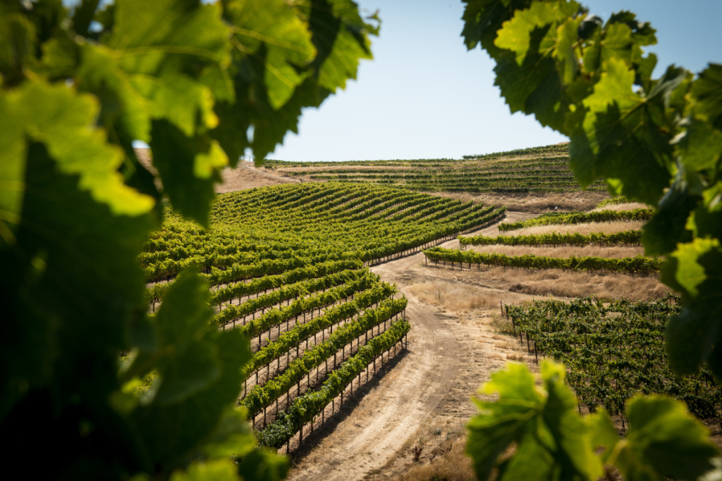 Il ruolo del territorio nell’enoturismo le 3 sfide da vincere per un'accoglienza autentica e competitiva