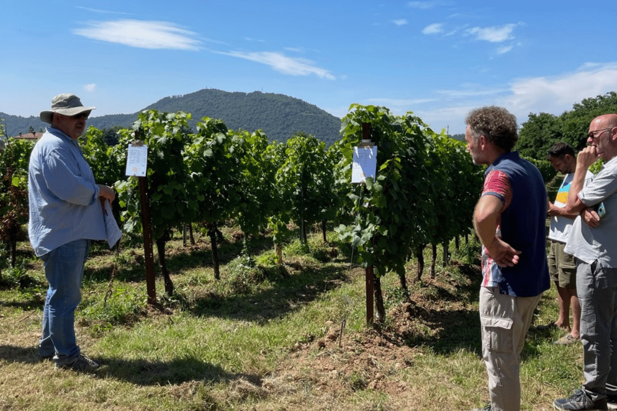 Portainnesti M Innovazione viticola per vini di qualità superiore