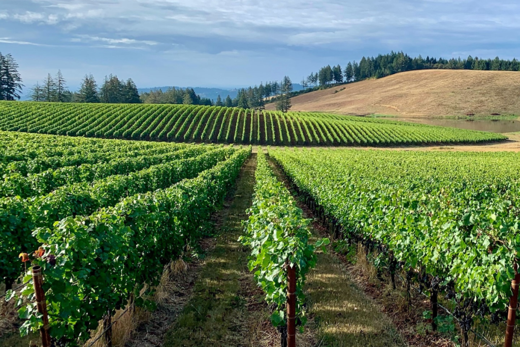 ROCO Winery espansione strategica con l'acquisizione di Marsh Estate