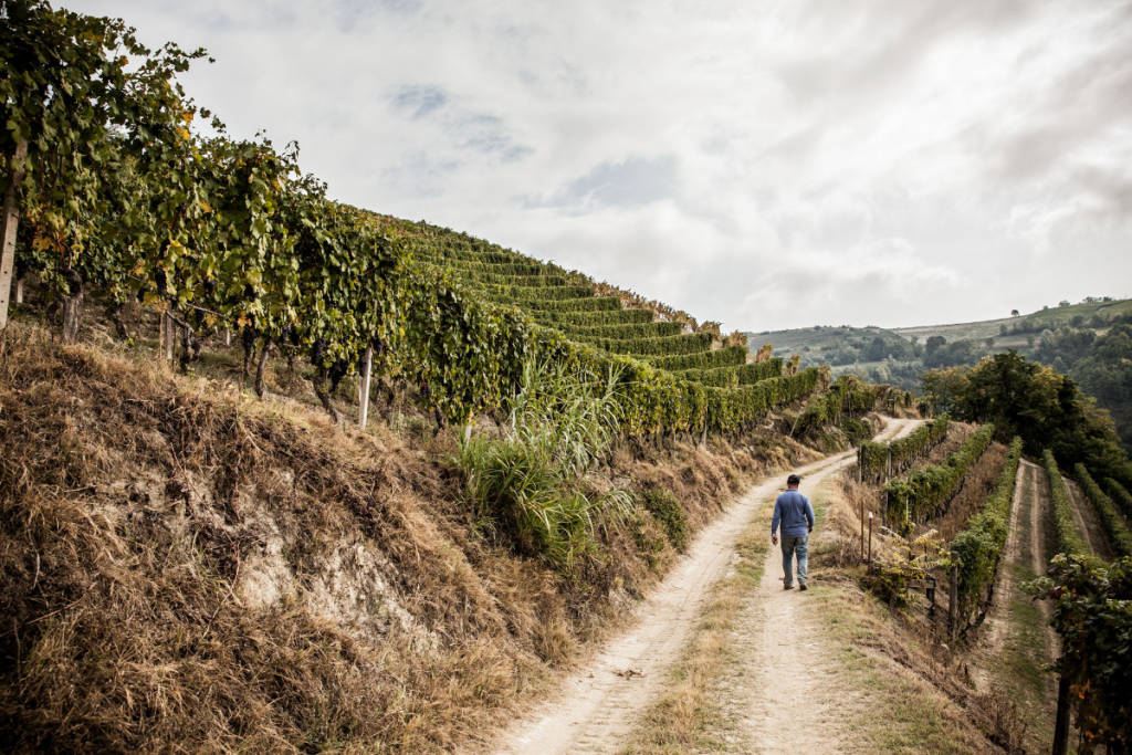 Slancio e continuità per The Wine Net la cooperazione alla prova dei mercati
