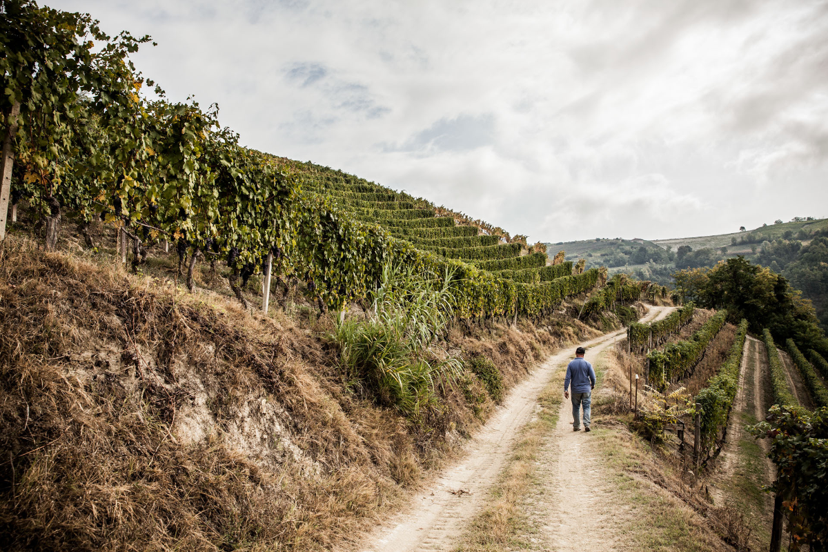 Slancio e continuità per The Wine Net la cooperazione alla prova dei mercati