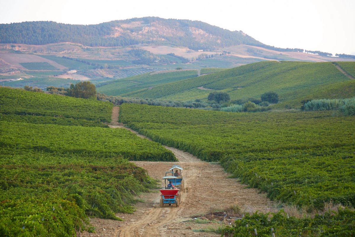 Colomba Bianca la forza della cooperazione e l’impegno per la modernità