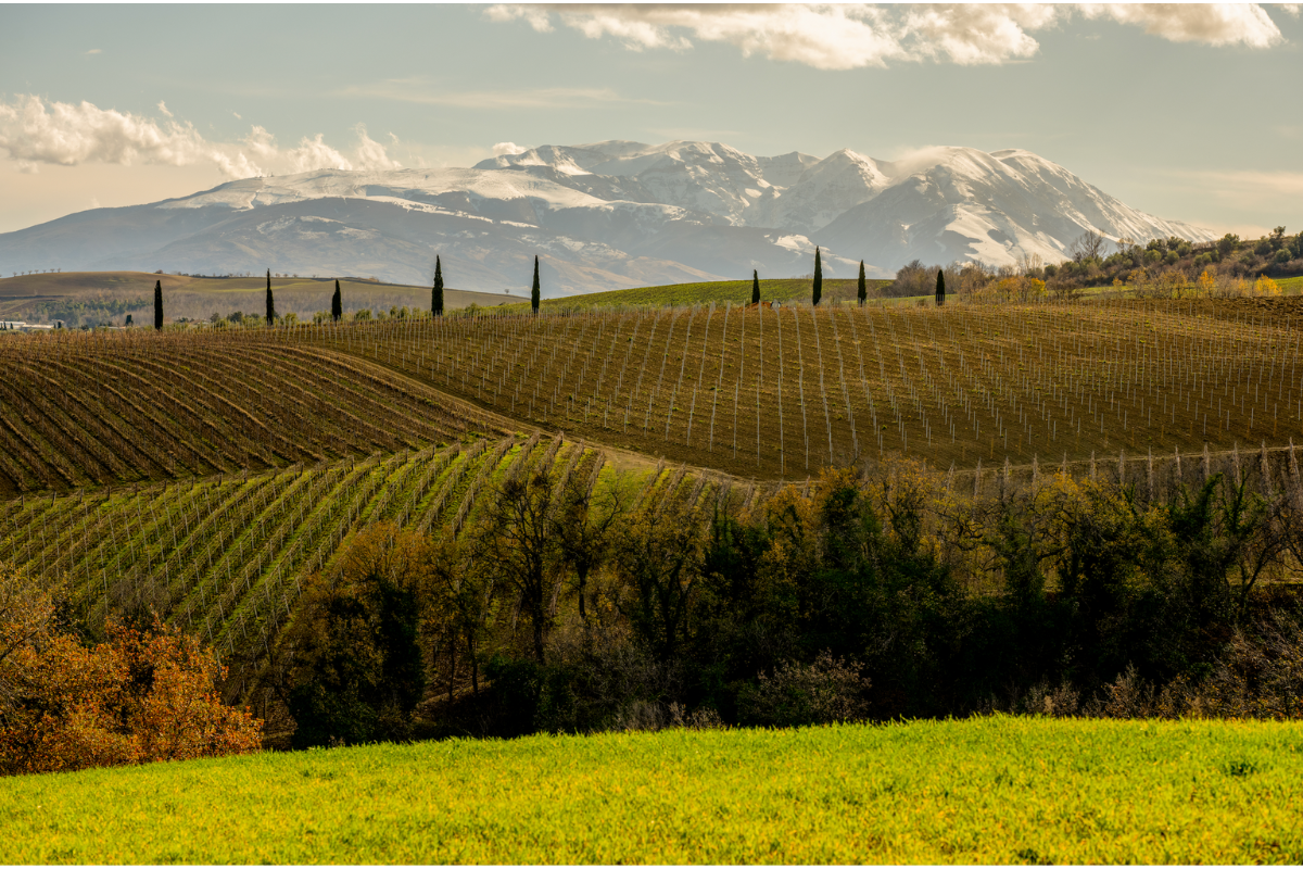Il Modello Abruzzo riorganizza le proprie denominazioni e il Cerasuolo d’Abruzzo prende il largo