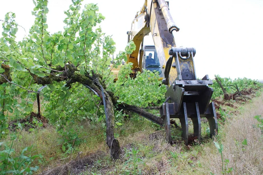 vino california rimozione vigneti