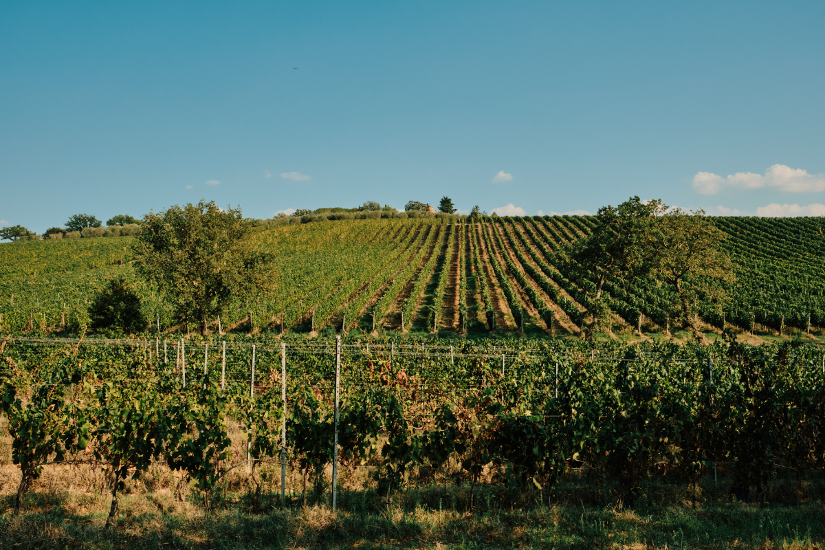 Il Consorzio Morellino di Scansano introduce la menzione “Superiore” nel disciplinare di produzione