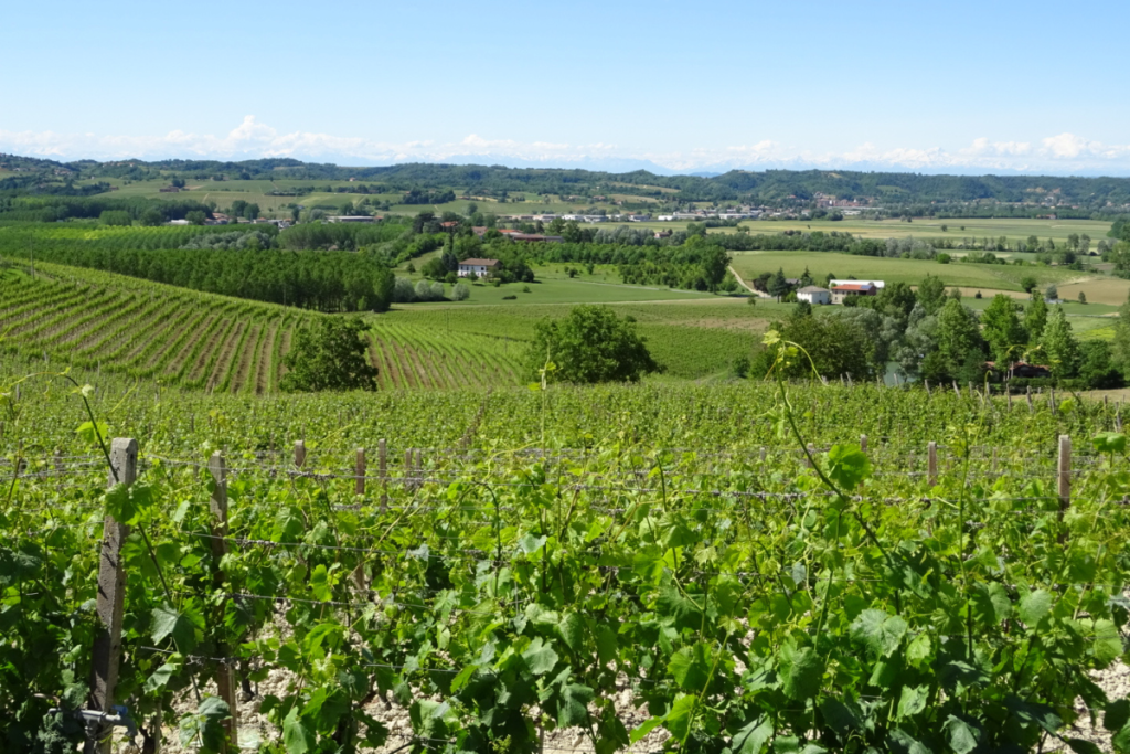 Tenuta Carretta investe nel Nizza DOCG con due nuove etichette di eccellenza