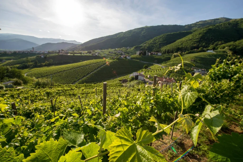 val doca colline prosecco