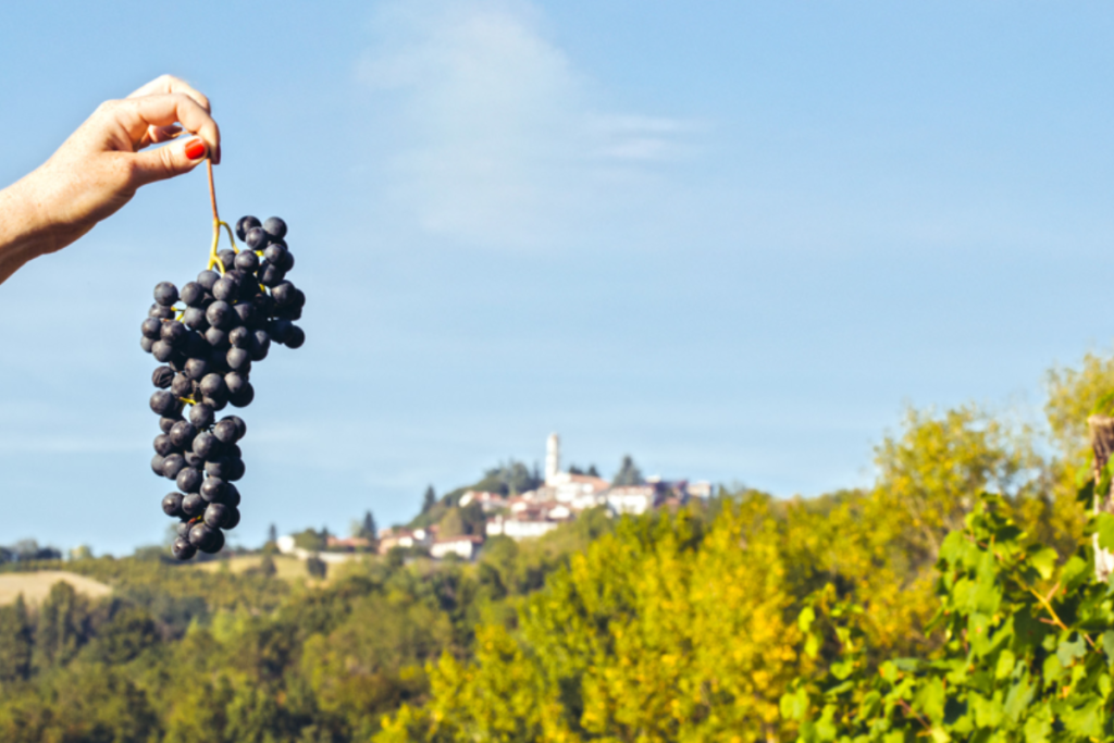 Cascina Gilli presenta la nuova Freisa d’Asti Il Forno 2024