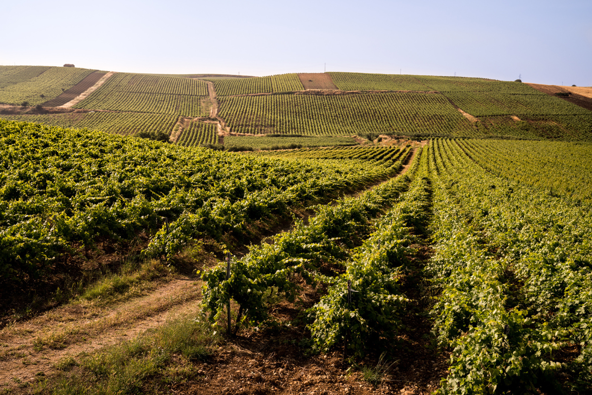 Consorzio di Tutela Vini DOC Sicilia al VINITALY una masterclass sui risultati delle sperimentazioni nell’ambito del Progetto V.I.S.T.A. Lucido