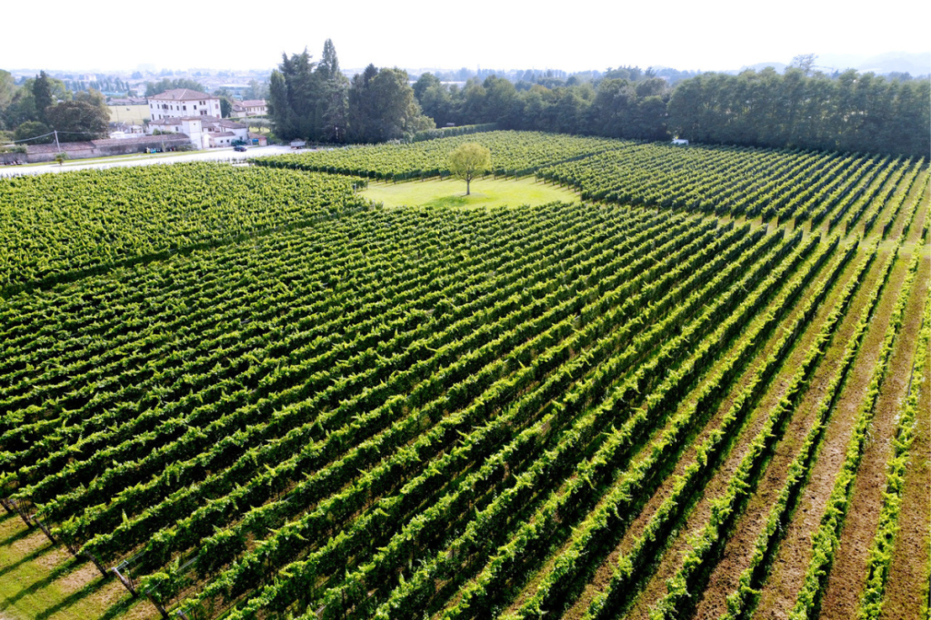 Il Veneto guida la diffusione dei vitigni resistenti PIWI, ma resta il nodo della commercializzazione