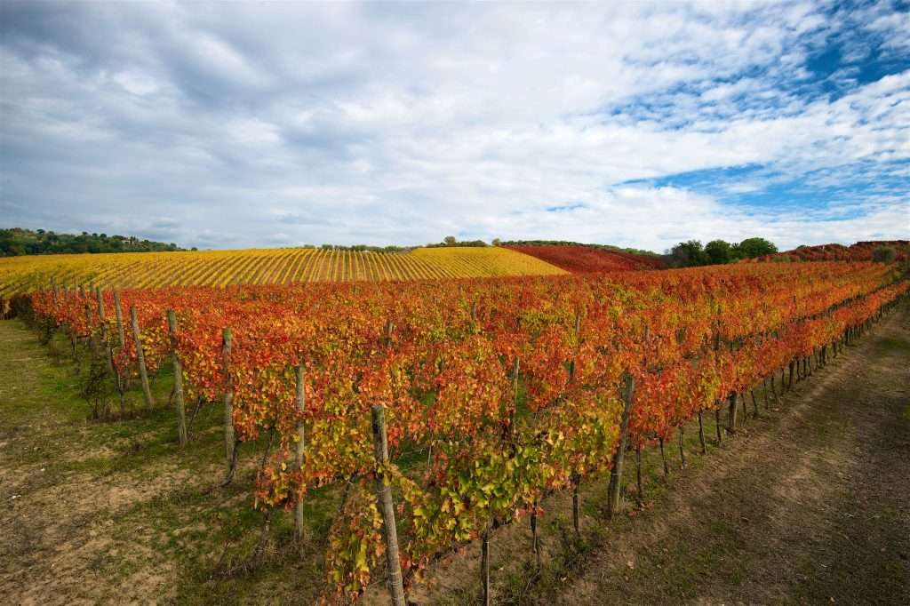 Mastroberardino vigneto