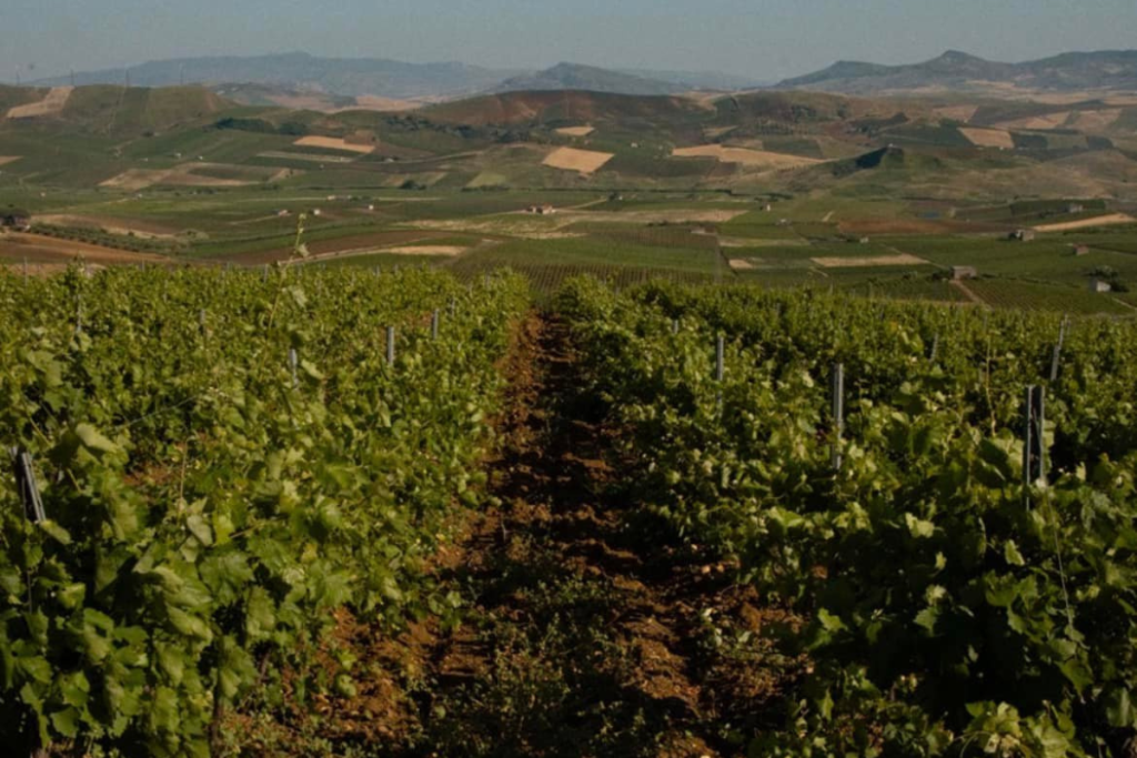 Foto Azienda Brugnano