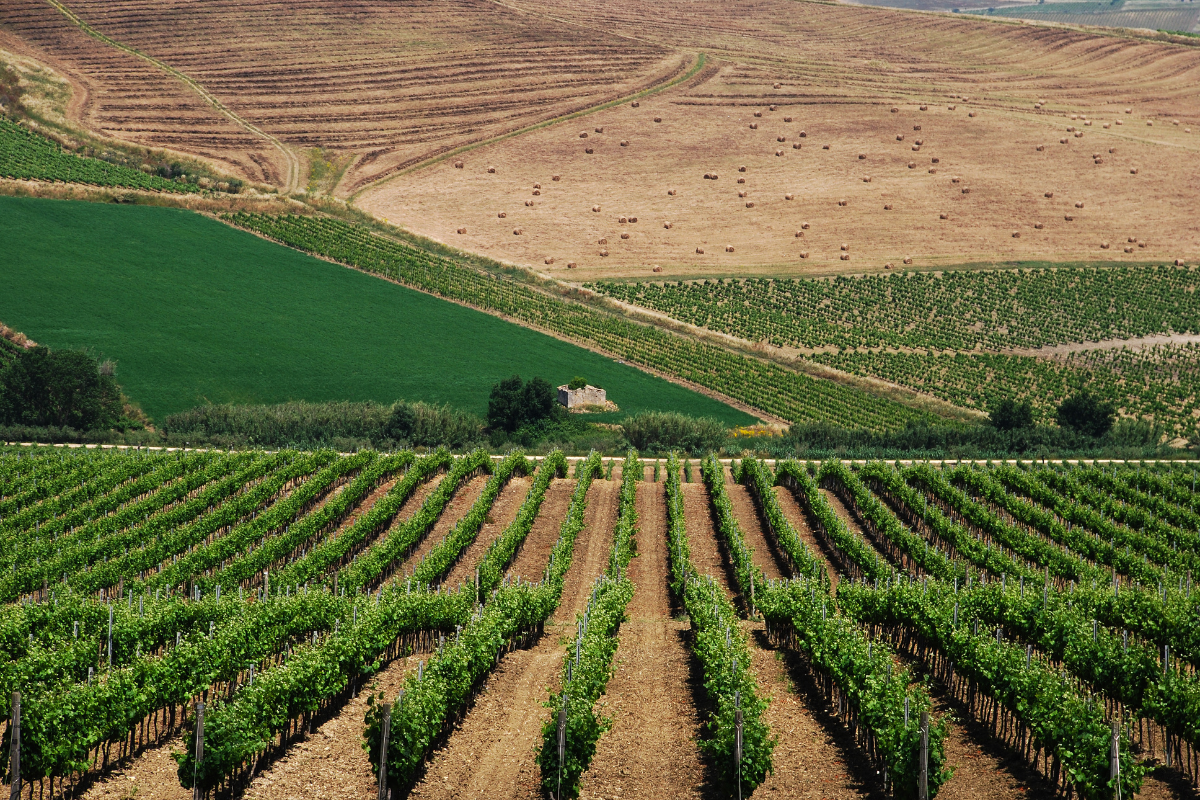 Il Consorzio Vini DOC Sicilia presenta il nuovo contrassegno di Stato per la tutela del vino