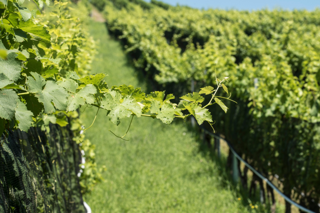 L’indifferenza e la sete di profitto minacciano la biodiversità, unica risorsa per la vita