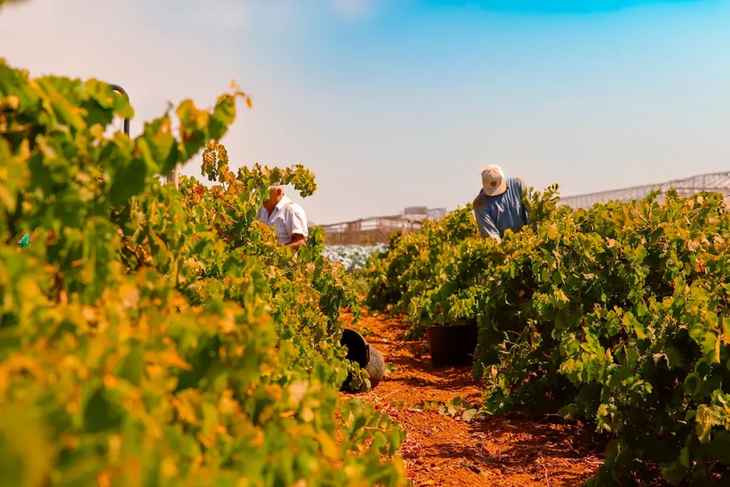 cantine birgi sostenibilità vigneti