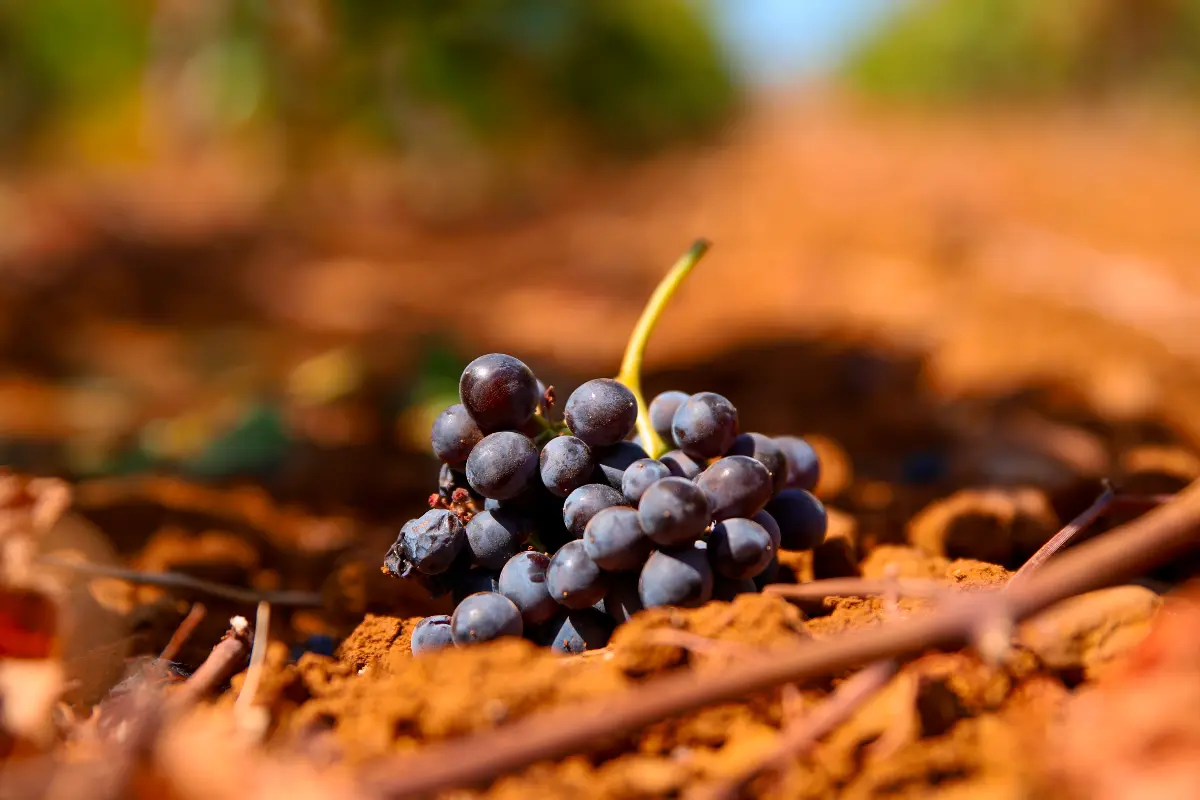 cantine birgi vitigni autoctoni
