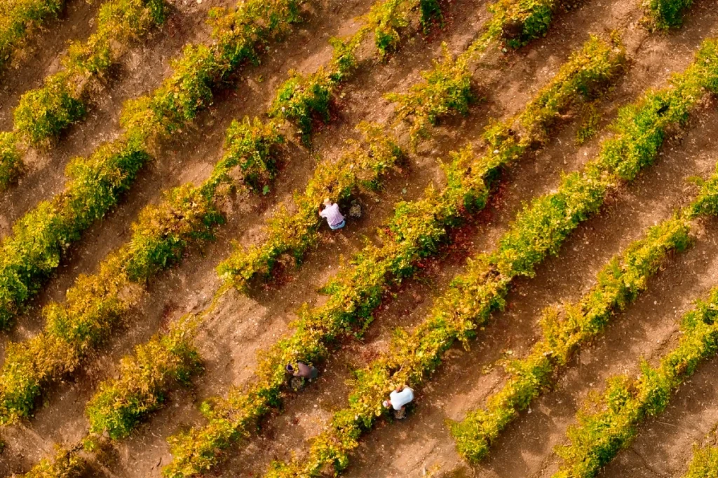 vigneti cantine birgi dall'alto