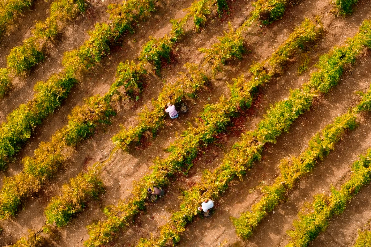 vigneti cantine birgi dall'alto