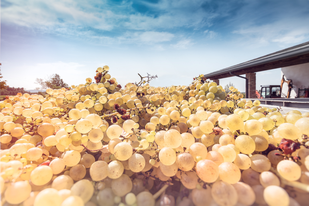 Gradis’ciutta Viticoltura Biologica, Ospitalità Enoturistica e Tradizione nel Collio