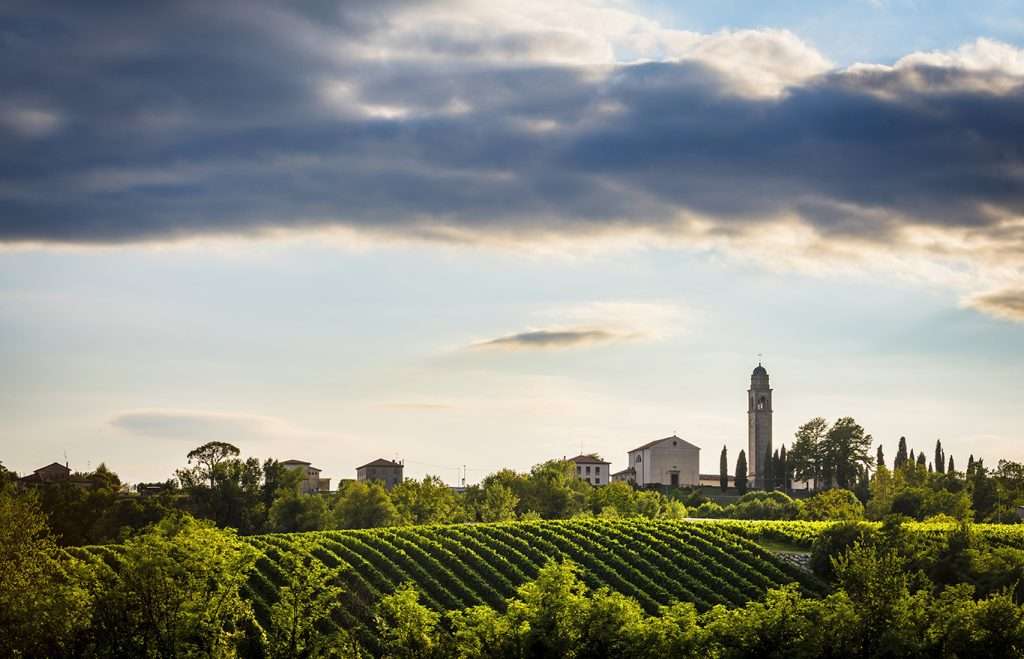 OGLIANO VIGNA RDO (1)