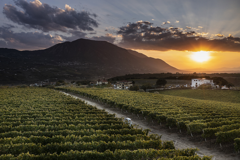 Radici e visione il nuovo corso di Ocone Euvitis21