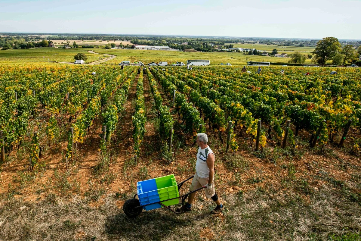 borgogna prezzi vigneti