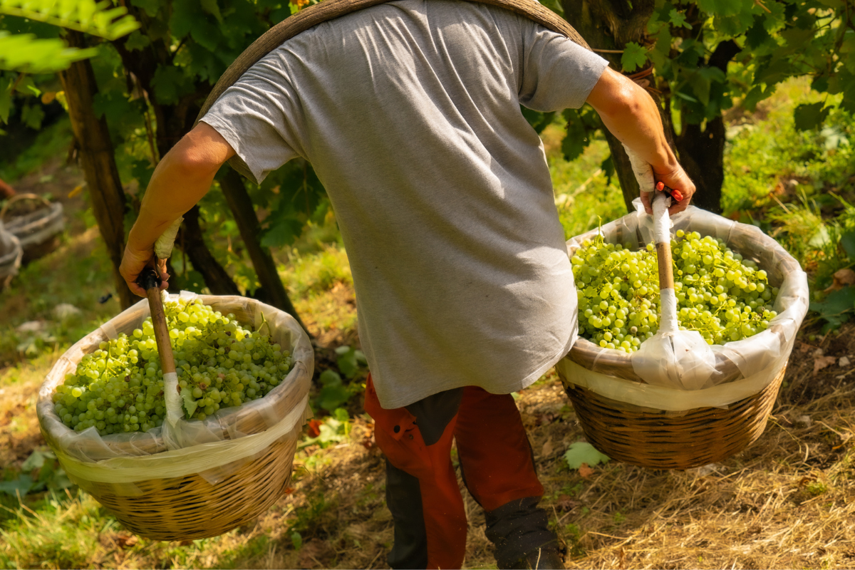 Cantina Produttori Valdobbiadene Recruiting Day per giovani talenti del vino