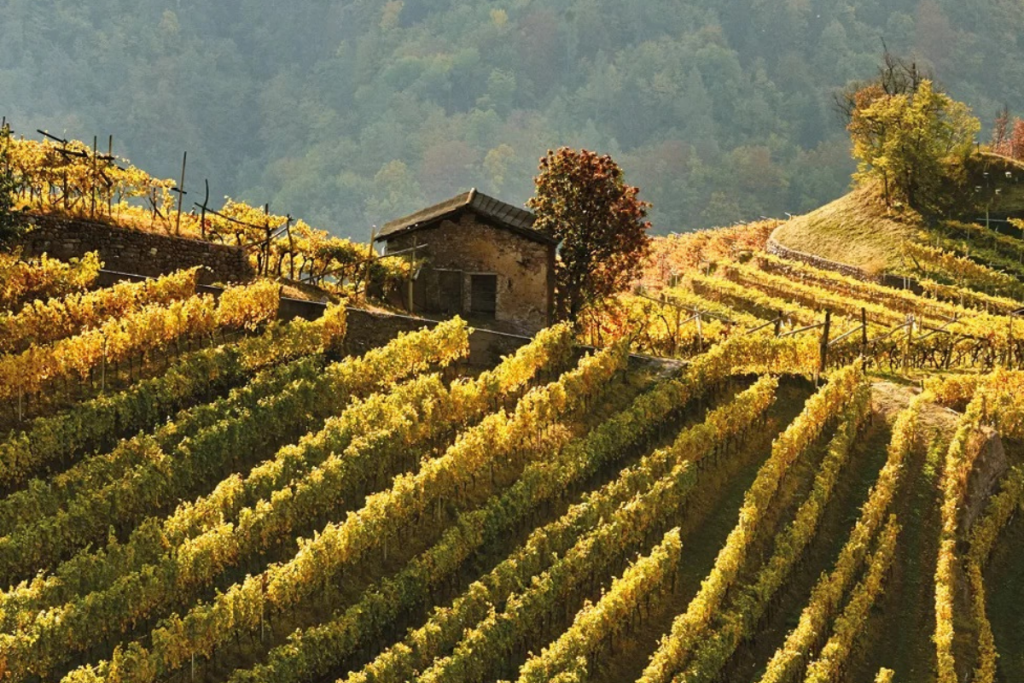 Enovitis extrême al via l'edizione 2025 dedicata alla viticoltura eroica di montagna