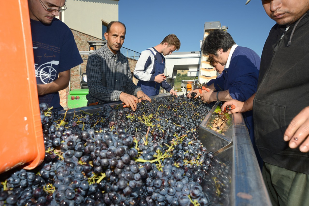 Equalitas i consorzi del vino sono un motore di sicurezza sul lavoro