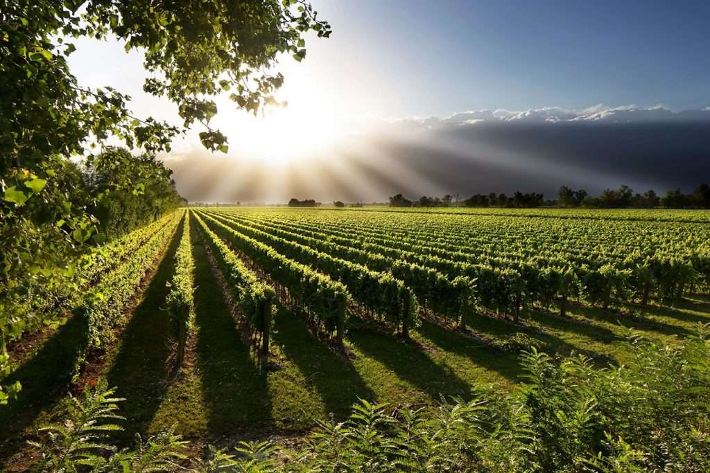 La Delizia Vigneto foto di Francesco Galifi (1)