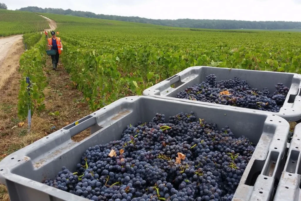 champagne rese export dati 2025