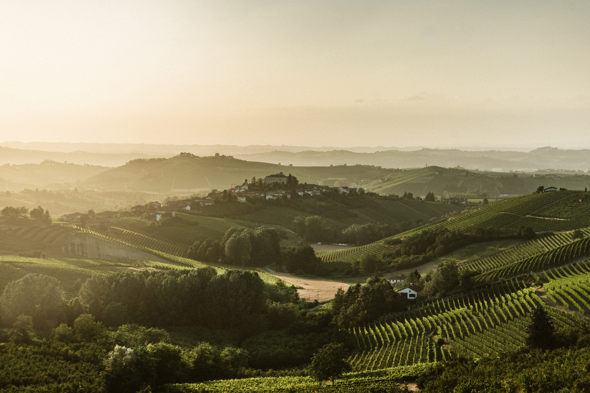 Asti Docg, vendemmia 2025 la contromisura alla crisi è la riduzione delle rese